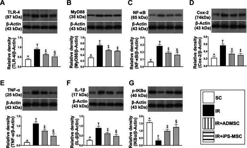 https://cdn.ncbi.nlm.nih.gov/pmc/blobs/c2e0/7784512/fa1e50792f6d/10.1177_0963689720954140-fig10.jpg