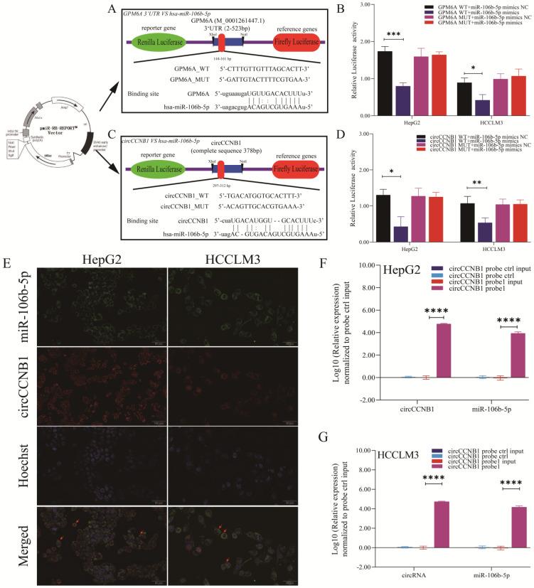 https://cdn.ncbi.nlm.nih.gov/pmc/blobs/c2e0/8741844/129dec5ea937/ijbsv18p0637g005.jpg