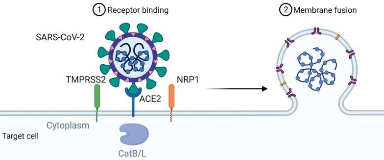 https://cdn.ncbi.nlm.nih.gov/pmc/blobs/c2e3/8741849/1ac16e5acd8d/ijbsv18p0459g001.jpg