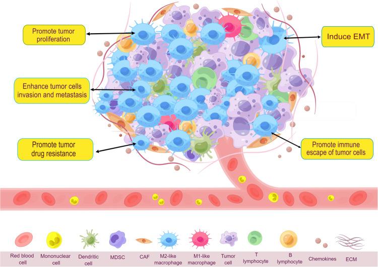 https://cdn.ncbi.nlm.nih.gov/pmc/blobs/c2e5/10858952/0598a5cb645f/41698_2024_522_Fig1_HTML.jpg