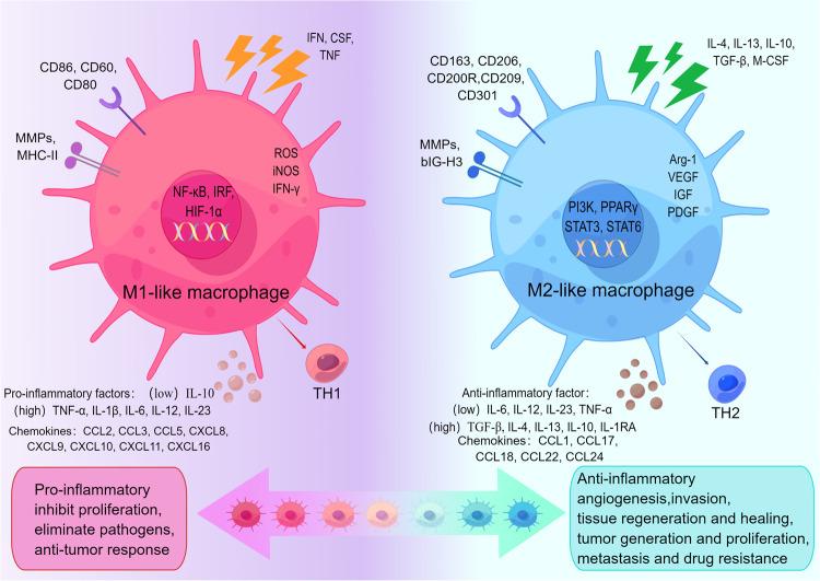https://cdn.ncbi.nlm.nih.gov/pmc/blobs/c2e5/10858952/fe2b388f46bd/41698_2024_522_Fig2_HTML.jpg