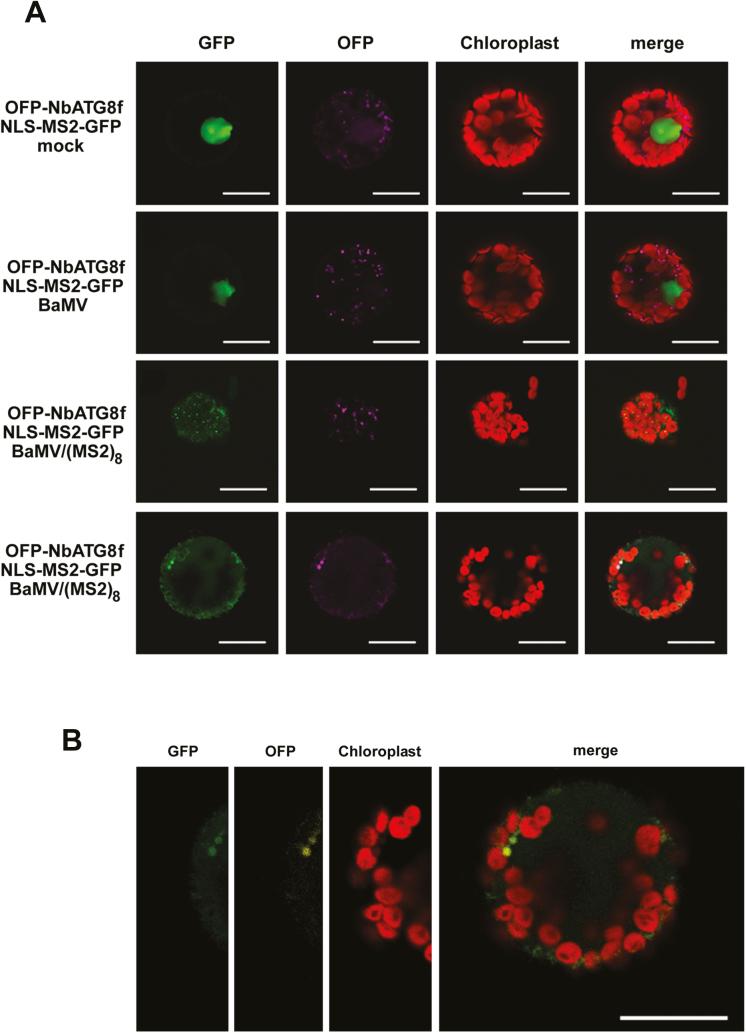https://cdn.ncbi.nlm.nih.gov/pmc/blobs/c2e5/6760330/3fa17910f3c9/erz244f0008.jpg