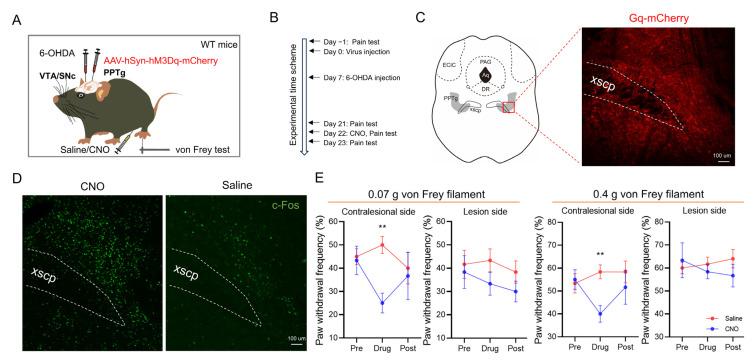 https://cdn.ncbi.nlm.nih.gov/pmc/blobs/c2e8/11171649/1ca7b15c4fdb/ijms-25-05636-g004.jpg