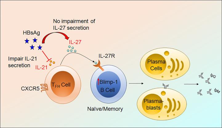 https://cdn.ncbi.nlm.nih.gov/pmc/blobs/c2e8/7876309/63b06b35f0aa/fimmu-11-599648-g008.jpg