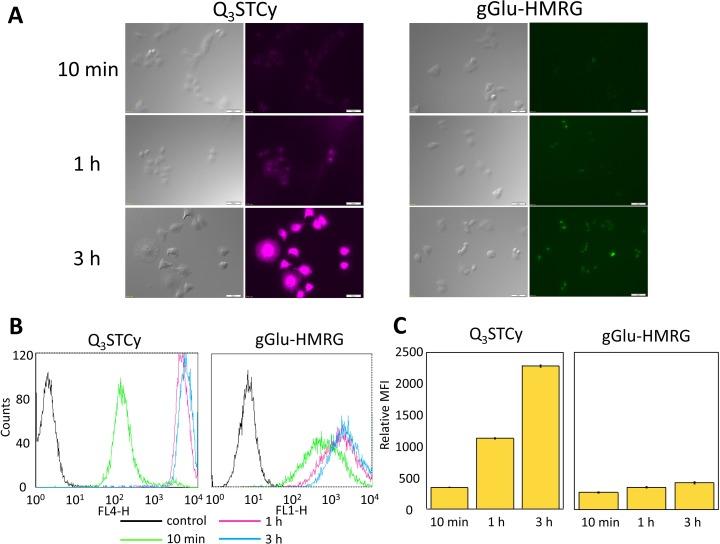 https://cdn.ncbi.nlm.nih.gov/pmc/blobs/c2ea/5617415/02b603180456/oncotarget-08-61181-g002.jpg