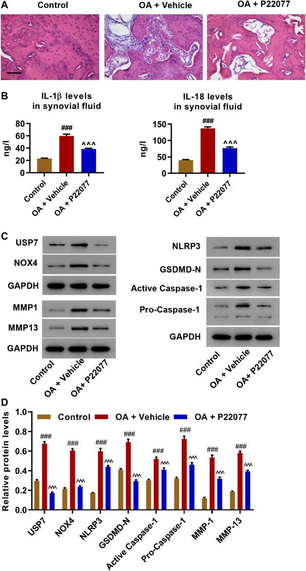 https://cdn.ncbi.nlm.nih.gov/pmc/blobs/c2ea/7879569/3cd32d47db5d/fphar-11-617270-g006.jpg
