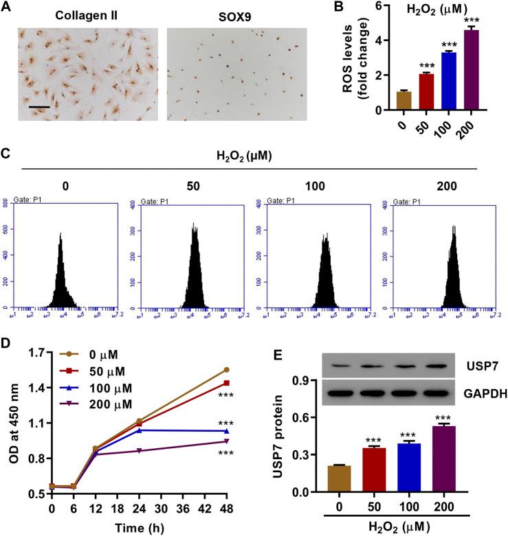 https://cdn.ncbi.nlm.nih.gov/pmc/blobs/c2ea/7879569/53f6eef627d8/fphar-11-617270-g001.jpg