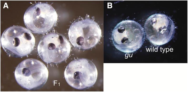 https://cdn.ncbi.nlm.nih.gov/pmc/blobs/c2eb/5386883/bf50708d2cbf/1357f5.jpg