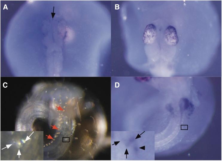 https://cdn.ncbi.nlm.nih.gov/pmc/blobs/c2eb/5386883/c301916f566d/1357f6.jpg