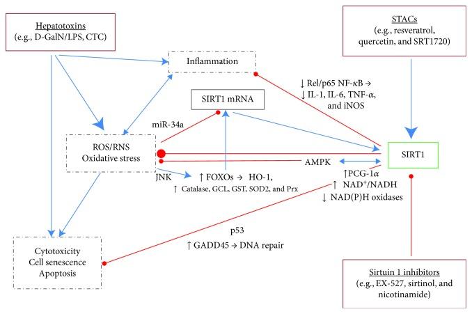 https://cdn.ncbi.nlm.nih.gov/pmc/blobs/c2ed/6589266/2ef52b9453e1/OMCL2019-8765954.004.jpg