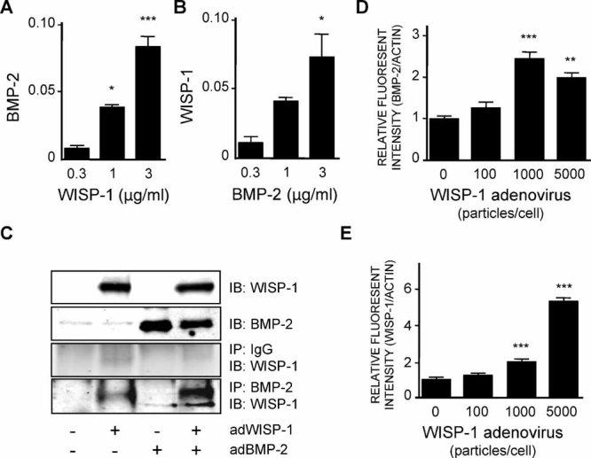 https://cdn.ncbi.nlm.nih.gov/pmc/blobs/c2ee/3179320/f6cbf1d84b3f/jbmr0026-0193-f6.jpg