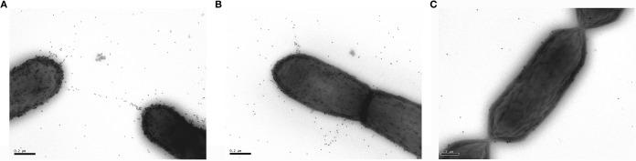 https://cdn.ncbi.nlm.nih.gov/pmc/blobs/c2ef/5038030/7ea0f332ce23/zam9991174180004.jpg