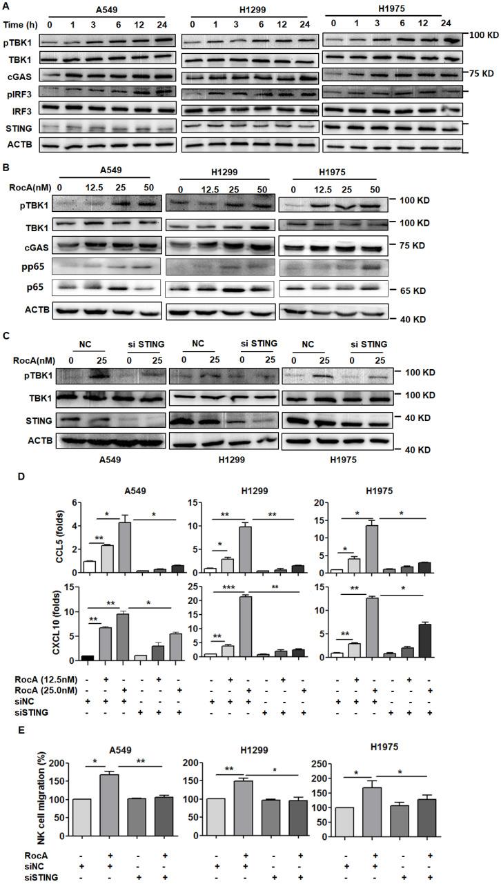 https://cdn.ncbi.nlm.nih.gov/pmc/blobs/c2ef/8741839/c5cdc59f4fb6/ijbsv18p0585g005.jpg
