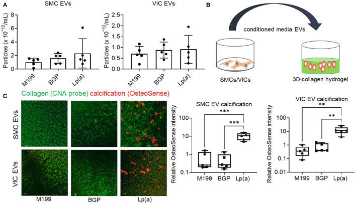 https://cdn.ncbi.nlm.nih.gov/pmc/blobs/c2f2/8831739/44937d20e779/fcvm-09-778919-g0005.jpg