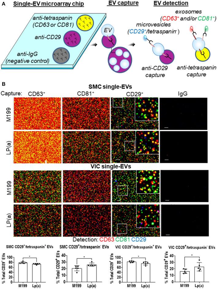 https://cdn.ncbi.nlm.nih.gov/pmc/blobs/c2f2/8831739/53ad174df63f/fcvm-09-778919-g0003.jpg