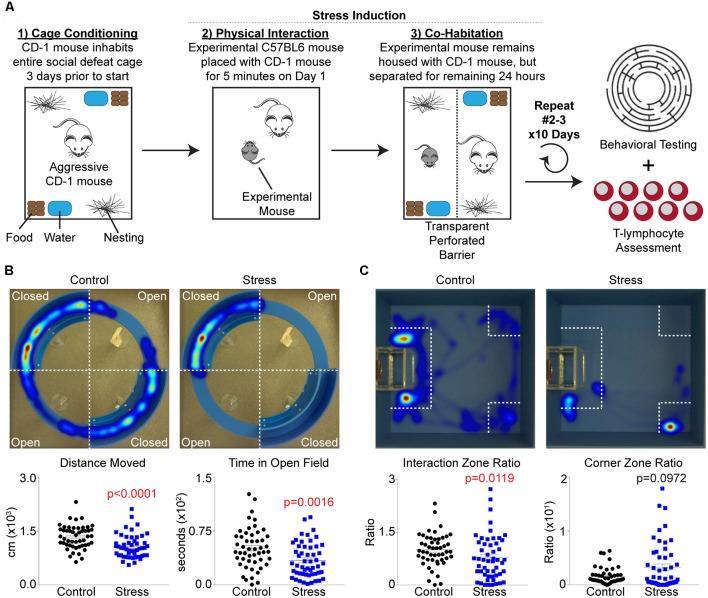 https://cdn.ncbi.nlm.nih.gov/pmc/blobs/c2fb/6527882/a651b993d2a1/fnbeh-13-00103-g0001.jpg
