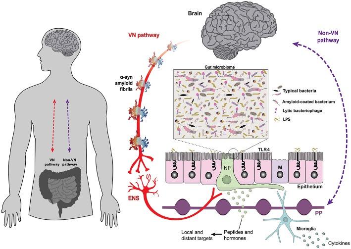 https://cdn.ncbi.nlm.nih.gov/pmc/blobs/c300/6558190/f39ac00ce05b/fneur-10-00574-g0001.jpg