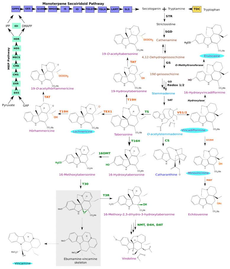 https://cdn.ncbi.nlm.nih.gov/pmc/blobs/c304/7761029/f0b395765063/biomolecules-10-01595-g001.jpg