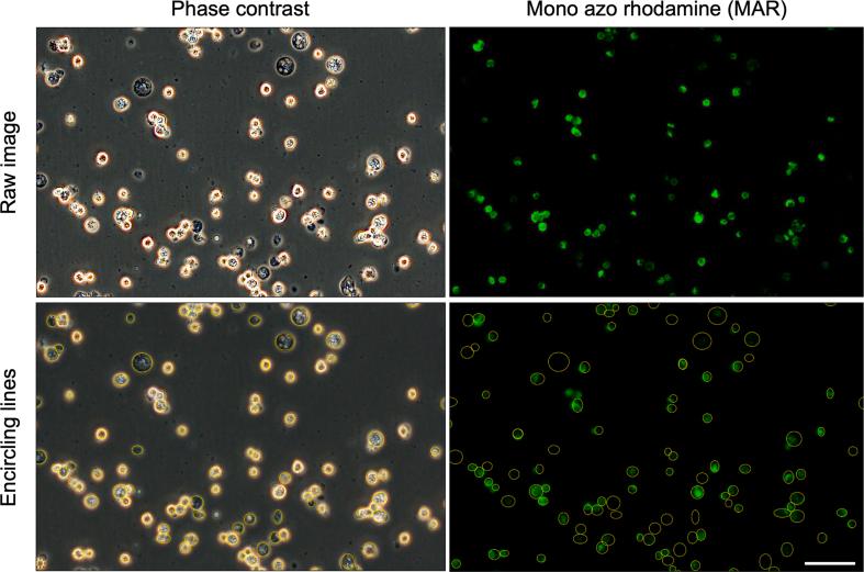 https://cdn.ncbi.nlm.nih.gov/pmc/blobs/c308/10825282/5584c1c55c6d/figs3.jpg