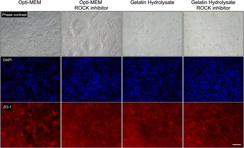 https://cdn.ncbi.nlm.nih.gov/pmc/blobs/c308/10825282/5e1b87222626/gr5.jpg