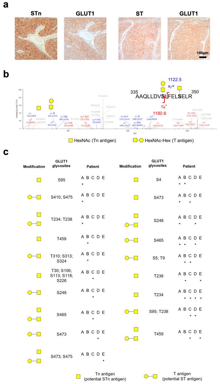 https://cdn.ncbi.nlm.nih.gov/pmc/blobs/c309/10971045/50dd938a3637/ijms-25-03462-g003.jpg