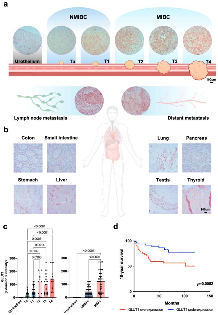 https://cdn.ncbi.nlm.nih.gov/pmc/blobs/c309/10971045/52beb15bcf46/ijms-25-03462-g002.jpg