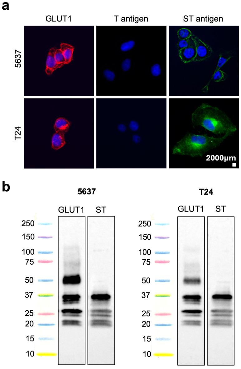 https://cdn.ncbi.nlm.nih.gov/pmc/blobs/c309/10971045/7a66bb452fde/ijms-25-03462-g001.jpg