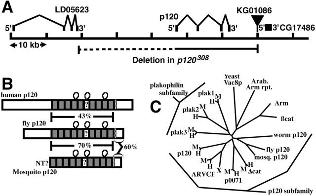 https://cdn.ncbi.nlm.nih.gov/pmc/blobs/c30a/2172674/6f8ccead50a1/200211083f1.jpg