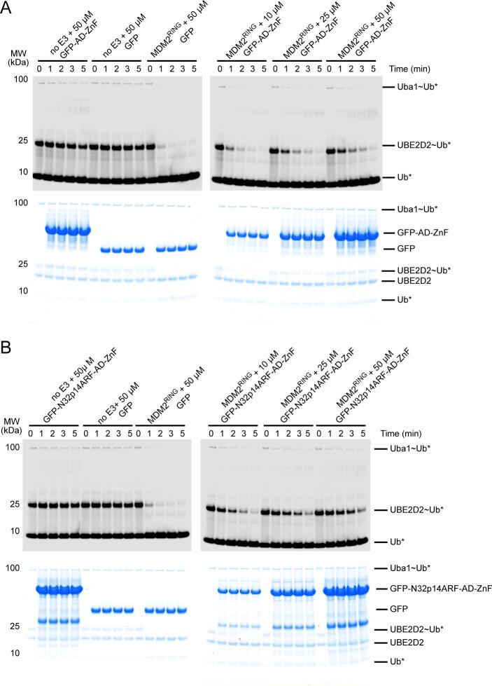 https://cdn.ncbi.nlm.nih.gov/pmc/blobs/c30d/9366199/1c101c064bee/LSA-2022-01472_FigS5.jpg