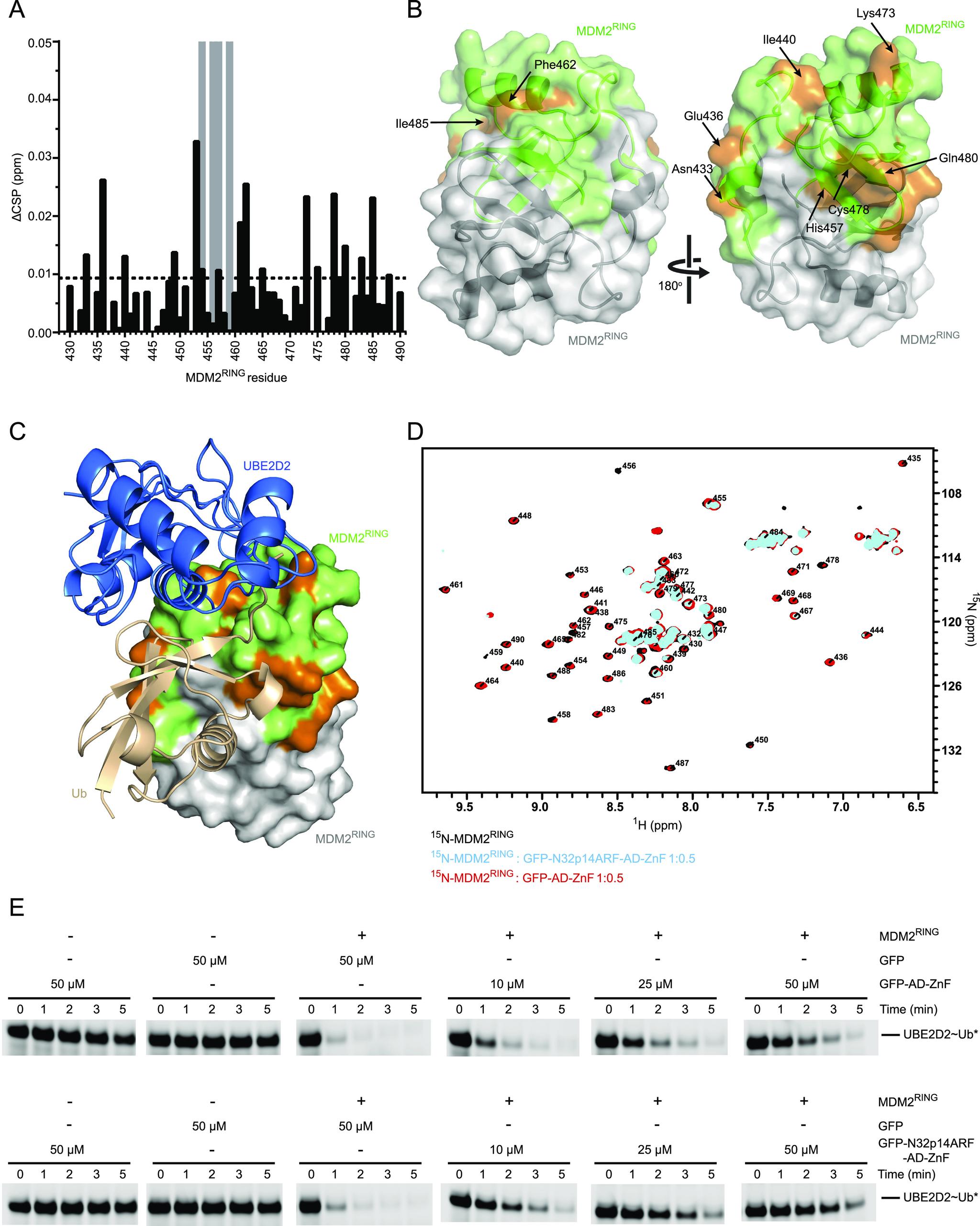 https://cdn.ncbi.nlm.nih.gov/pmc/blobs/c30d/9366199/97abb18e03aa/LSA-2022-01472_Fig4.jpg