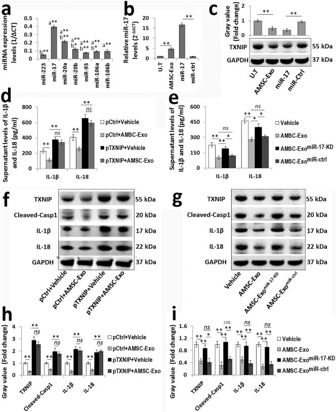 https://cdn.ncbi.nlm.nih.gov/pmc/blobs/c30e/6197728/1f1e55f4db90/gr5.jpg