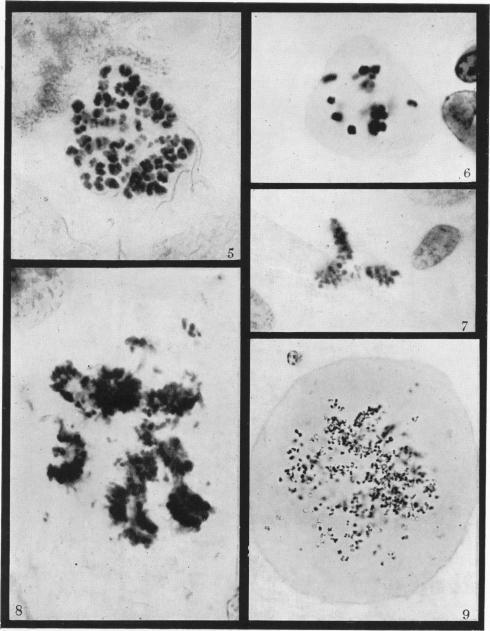 https://cdn.ncbi.nlm.nih.gov/pmc/blobs/c310/2007508/e404487dab60/brjcancer00414-0053-a.jpg