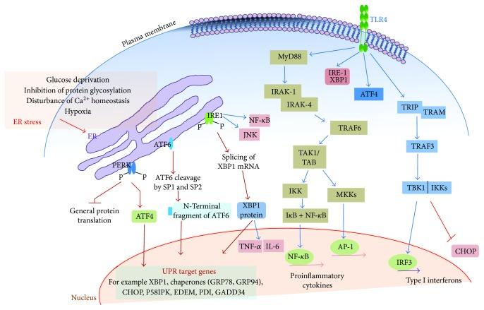 https://cdn.ncbi.nlm.nih.gov/pmc/blobs/c311/5941770/57a684103d9f/OMCL2018-9827312.001.jpg