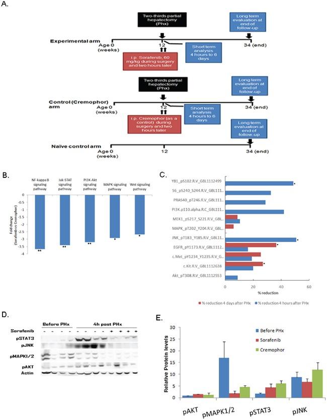 https://cdn.ncbi.nlm.nih.gov/pmc/blobs/c312/4826248/5951a3aa217d/oncotarget-07-4860-g001.jpg