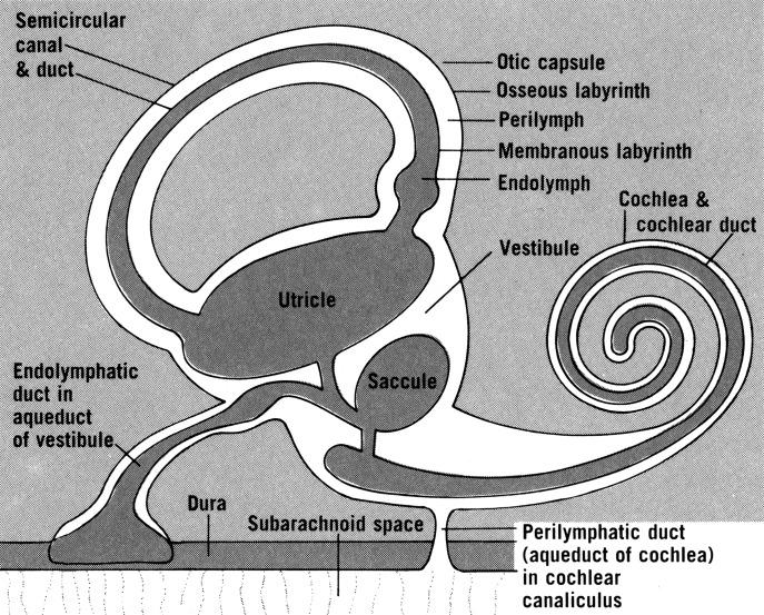 https://cdn.ncbi.nlm.nih.gov/pmc/blobs/c313/5584095/abb17b4c9edc/0392-100X-37-250-g001.jpg