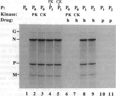 https://cdn.ncbi.nlm.nih.gov/pmc/blobs/c31b/49543/938afbaeee5f/pnas01088-0356-a.jpg