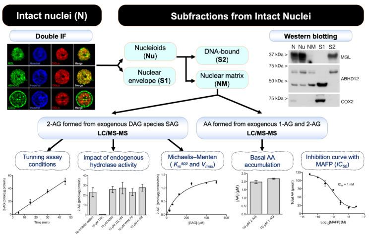 https://cdn.ncbi.nlm.nih.gov/pmc/blobs/c320/9965625/ea8b34d2a371/ijms-24-03165-g012.jpg