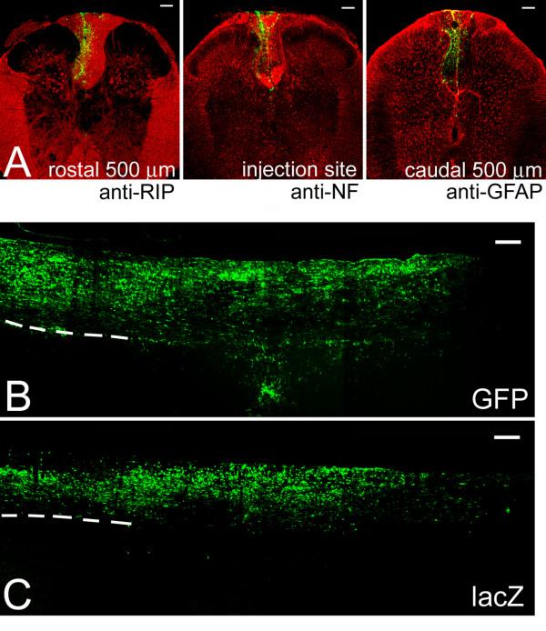 https://cdn.ncbi.nlm.nih.gov/pmc/blobs/c321/2789715/01884c4520a1/1756-6606-2-37-4.jpg