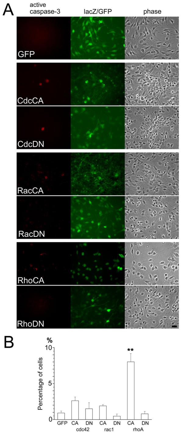 https://cdn.ncbi.nlm.nih.gov/pmc/blobs/c321/2789715/b8032c4e1115/1756-6606-2-37-6.jpg