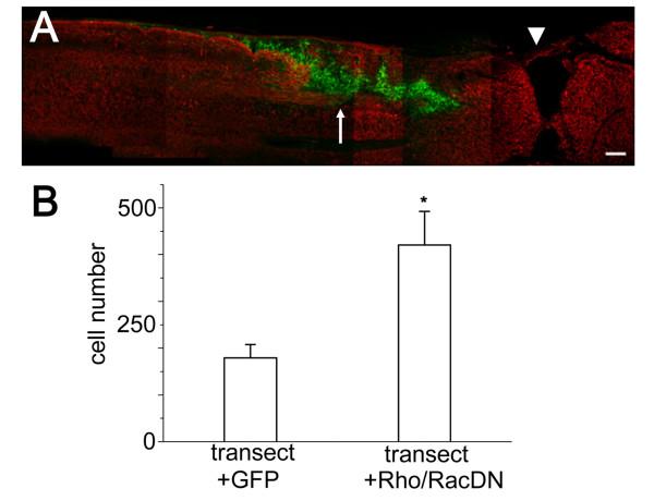 https://cdn.ncbi.nlm.nih.gov/pmc/blobs/c321/2789715/d4058a7bb671/1756-6606-2-37-8.jpg