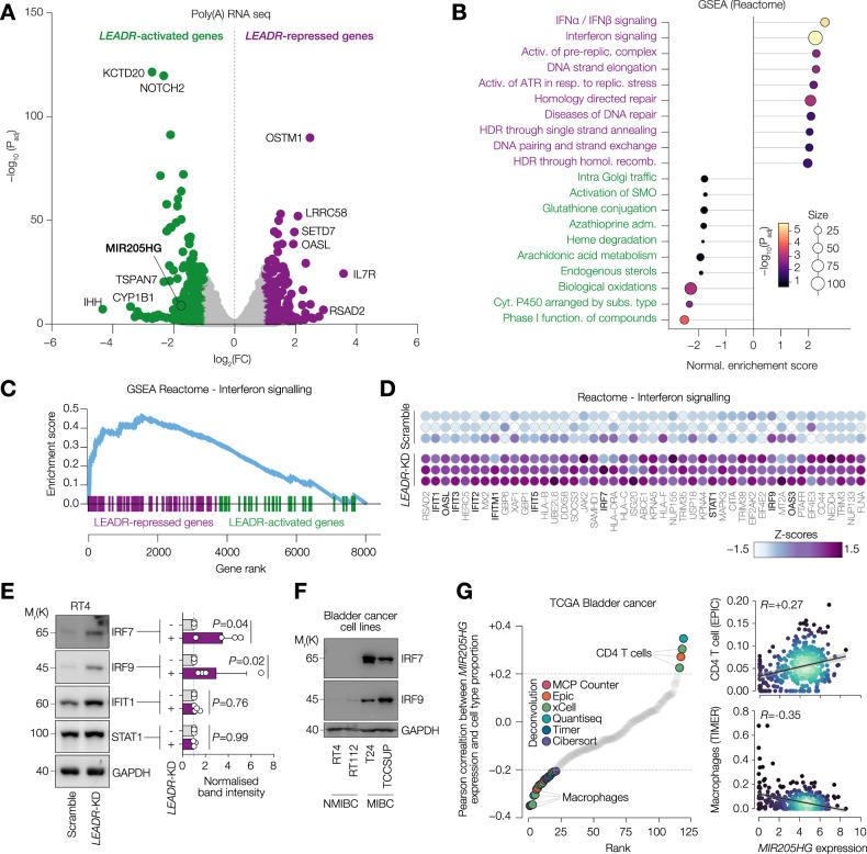 https://cdn.ncbi.nlm.nih.gov/pmc/blobs/c322/12134291/8f8eaaa4601a/41420_2025_2546_Fig4_HTML.jpg