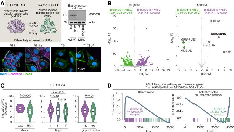 https://cdn.ncbi.nlm.nih.gov/pmc/blobs/c322/12134291/f0b2c3359200/41420_2025_2546_Fig1_HTML.jpg