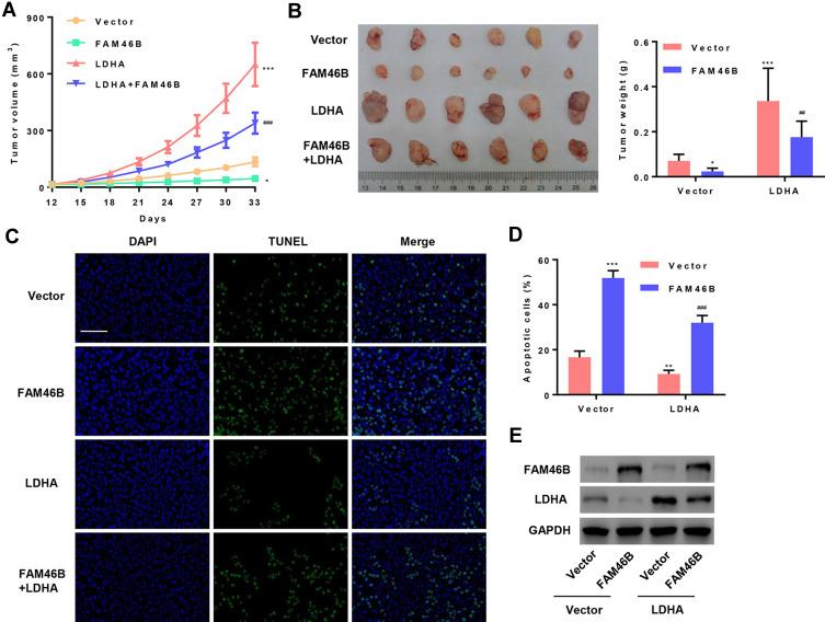 https://cdn.ncbi.nlm.nih.gov/pmc/blobs/c324/7478375/4afbb5cf315b/OTT-13-8771-g0005.jpg