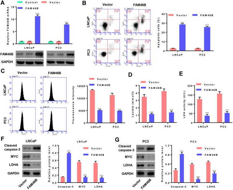 https://cdn.ncbi.nlm.nih.gov/pmc/blobs/c324/7478375/ac108ddebe06/OTT-13-8771-g0002.jpg
