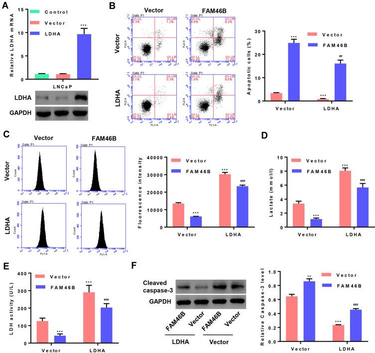 https://cdn.ncbi.nlm.nih.gov/pmc/blobs/c324/7478375/fa998e3e5413/OTT-13-8771-g0004.jpg