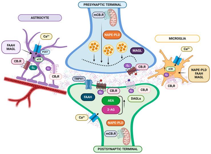 https://cdn.ncbi.nlm.nih.gov/pmc/blobs/c325/11172912/2a9135611555/ijms-25-06268-g003.jpg