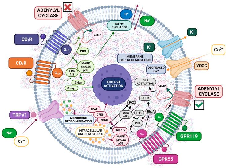 https://cdn.ncbi.nlm.nih.gov/pmc/blobs/c325/11172912/5736a1e009aa/ijms-25-06268-g004.jpg