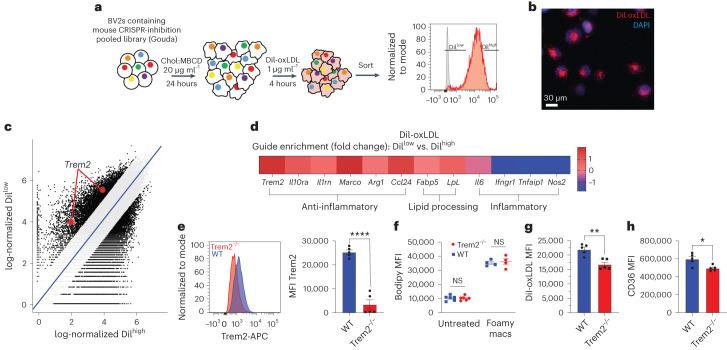 https://cdn.ncbi.nlm.nih.gov/pmc/blobs/c326/11041796/dc4aad70fa64/44161_2023_354_Fig2_HTML.jpg