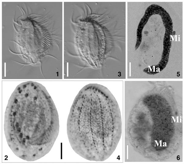 https://cdn.ncbi.nlm.nih.gov/pmc/blobs/c32d/4022238/573fb04a6d07/1756-3305-7-203-1.jpg