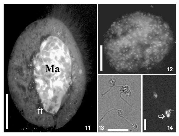 https://cdn.ncbi.nlm.nih.gov/pmc/blobs/c32d/4022238/9c480d3160ac/1756-3305-7-203-3.jpg